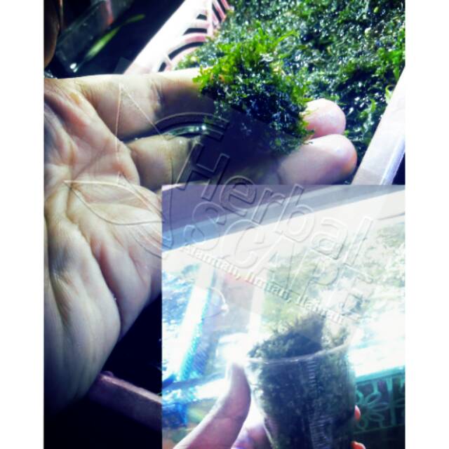 Aquascape moss ricardia