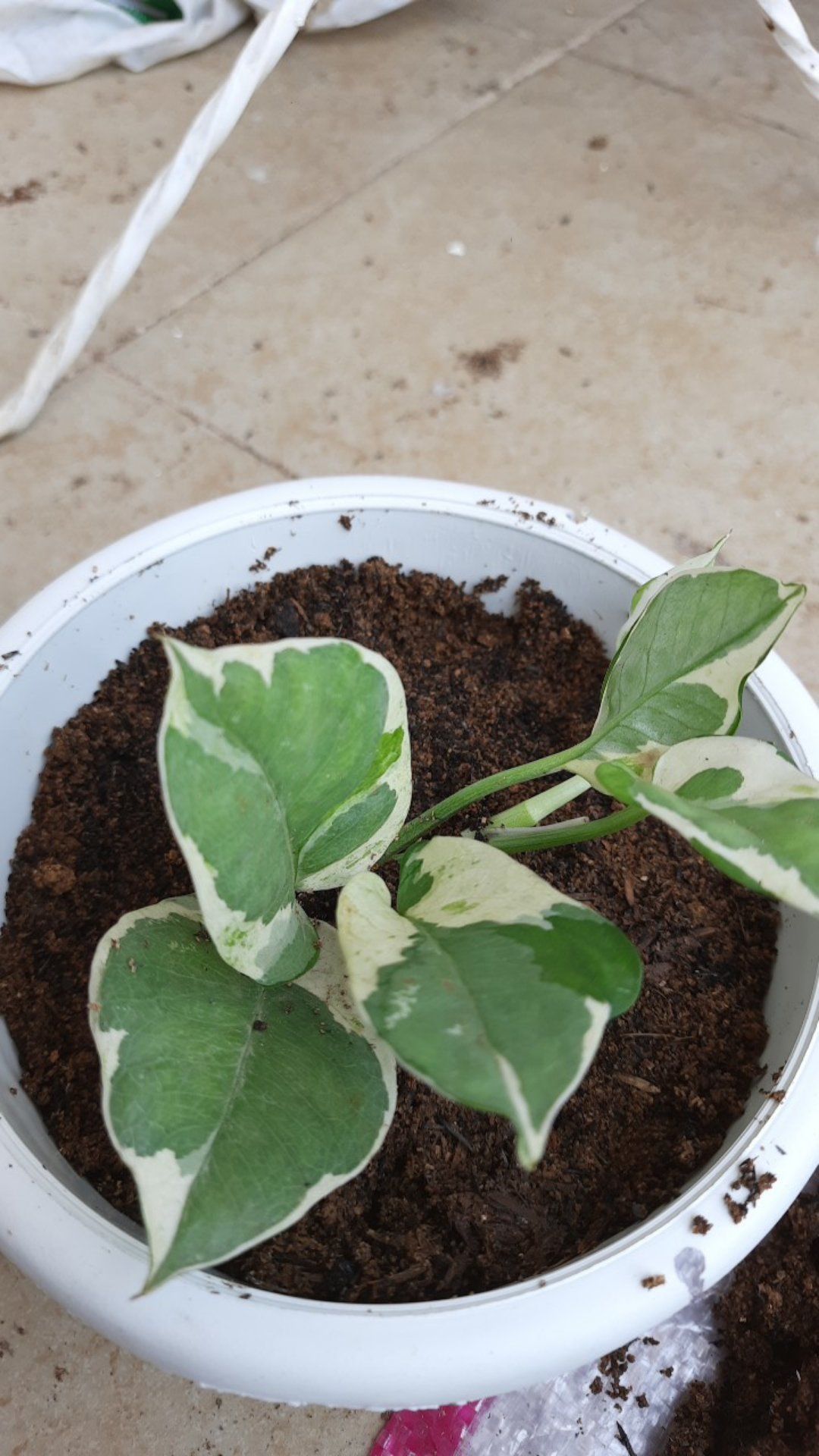 Paket Tanamn Hias Sirih Gading - Paket 4 Tanamn Hias Sirih Gading