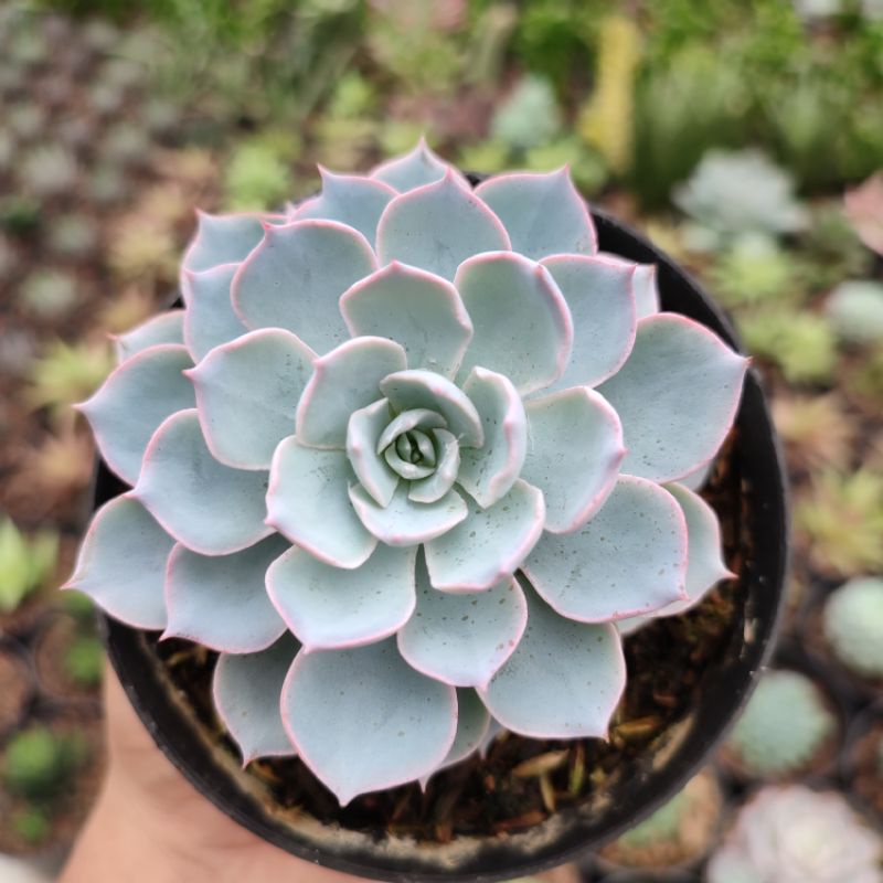 Echeveria Desmetiana Subsessiliss| DP 10cm | Sukulen