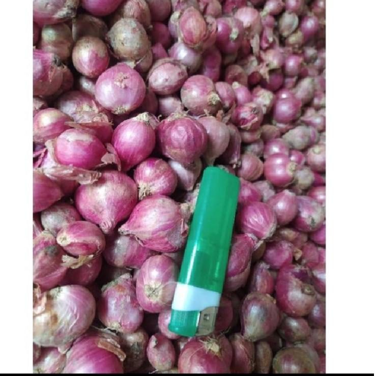 

ㅵ Bawang Merah Tanggung Besar ||GF9DQ Terkini