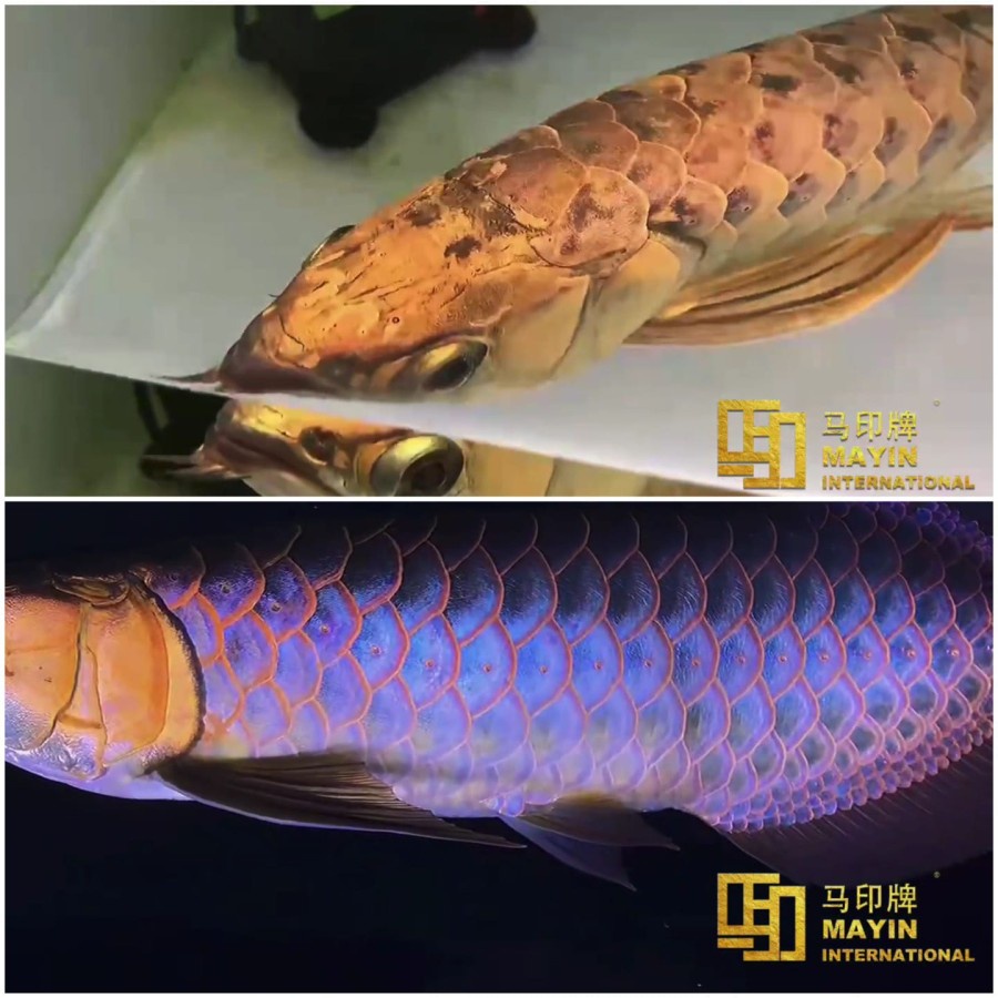 Lampu Mayin Golden Blue White 142cm 142 cm LED View Ikan Arwana Channa