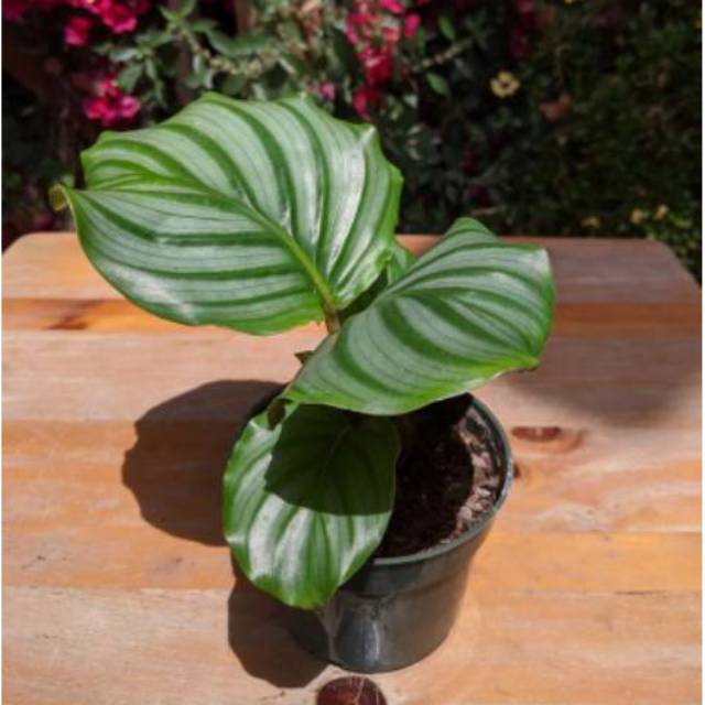  Tanaman  Hias  Calathea orbifolia daun besar  Shopee Indonesia