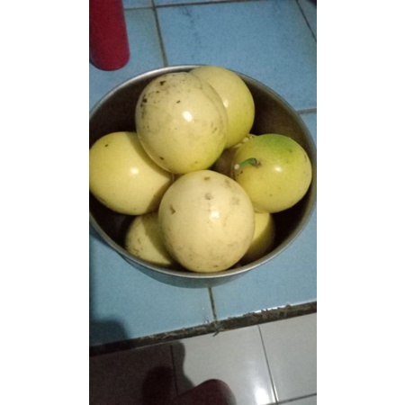 

Markisa Kebun