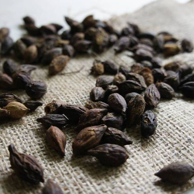 Benih ketapang - biji Ketapang kencana - ketapang