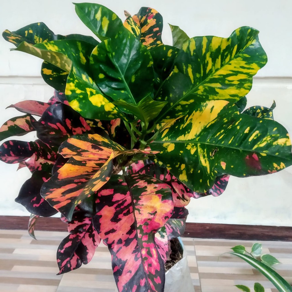 TANAMAN HIAS PURING OSCAR - Puring Oscar