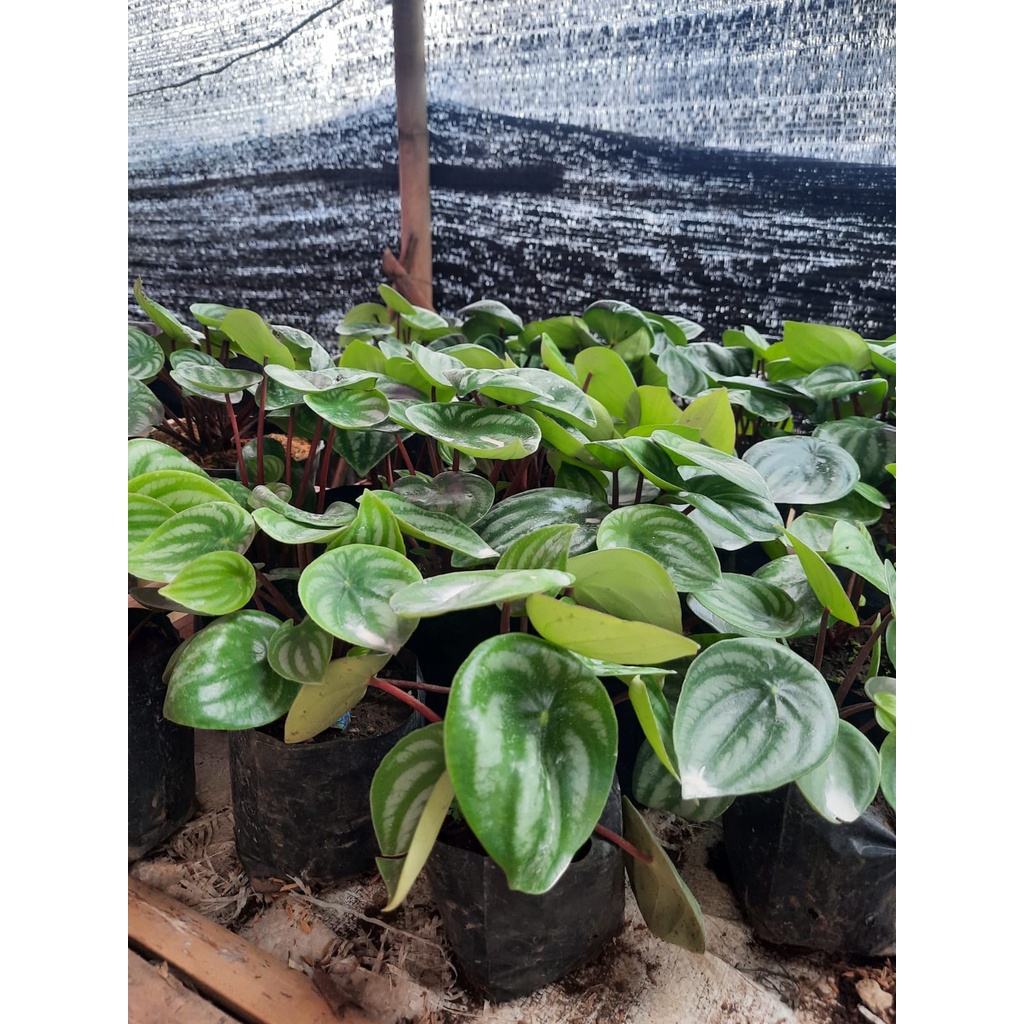 Tanaman Hias Peperomia Watermelon / Paperomia Watermelon - BAKUL KEMBANG