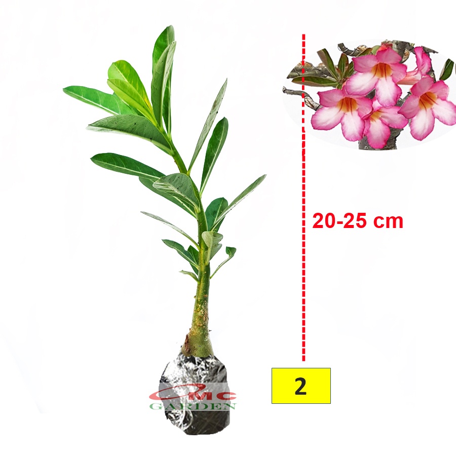 Bibit Benih Tanaman Bonsai Adenium Bonggol Besar Arabicum Obesum Kamboja Jepang 2025