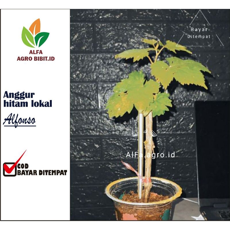 bibit anggur Alfonso