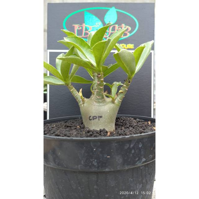 Adenium Karakter Cha Dha Petch