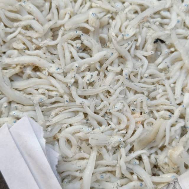 Ikan Teri Nasi Medan Super 1kg asli Belawan dijamin tidak asin