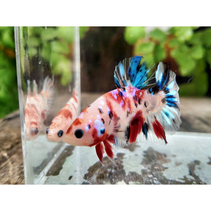 PROMO MURAH IKAN CUPANG Paket Belajar Breeding 1 Pair Nemo Galaxy Multicolor