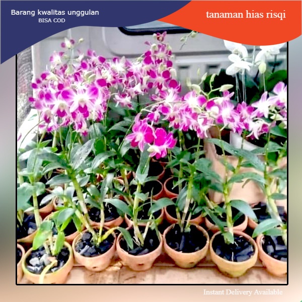 Tanaman hias hidup Bunga hidup Anggrek dendrobium Tanaman hias murah Hiasan taman Hiasan rumah