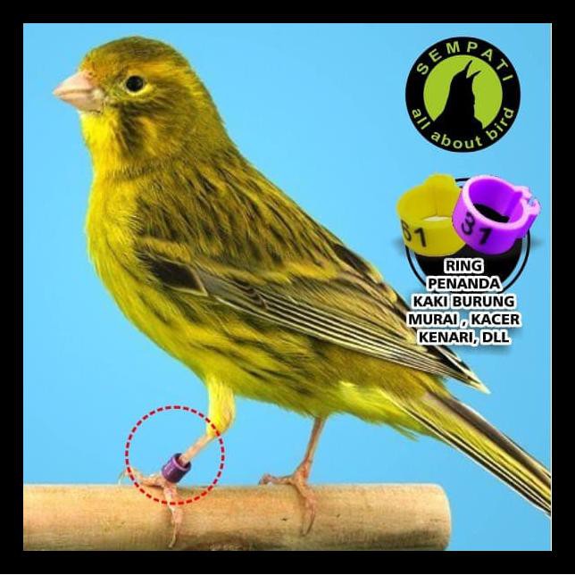 Ring Jepit 3 Mm Untuk Kaki Burung Kenari Terlaris