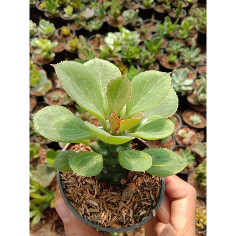 kaktus monadenium hijau