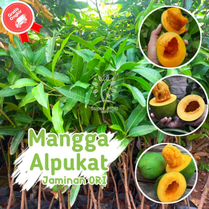 Bibit TANAMAN MANGGA ALPUKAT Bisa DiTABULAMPOT {Bibit Berkualitas Unggul}