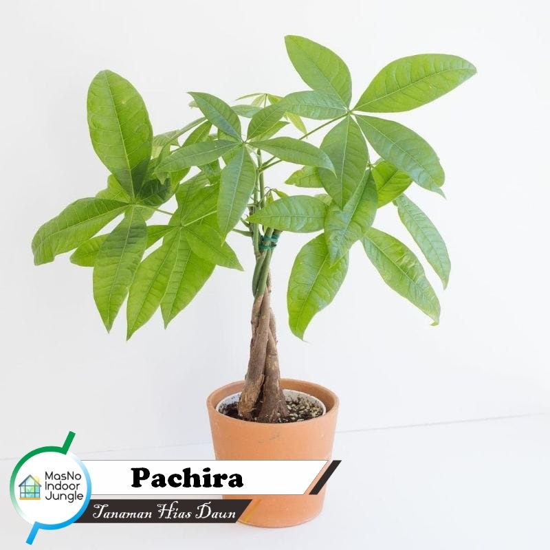 Tanaman Hias Pachira - Money Tree -Tanaman Daun Pachira - Tanaman Indoor Pachira