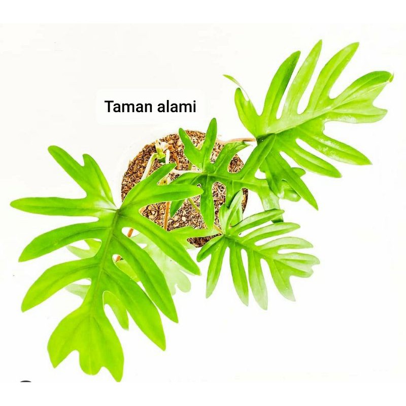 Philo mayoi  - tanaman hias philo mayoi original