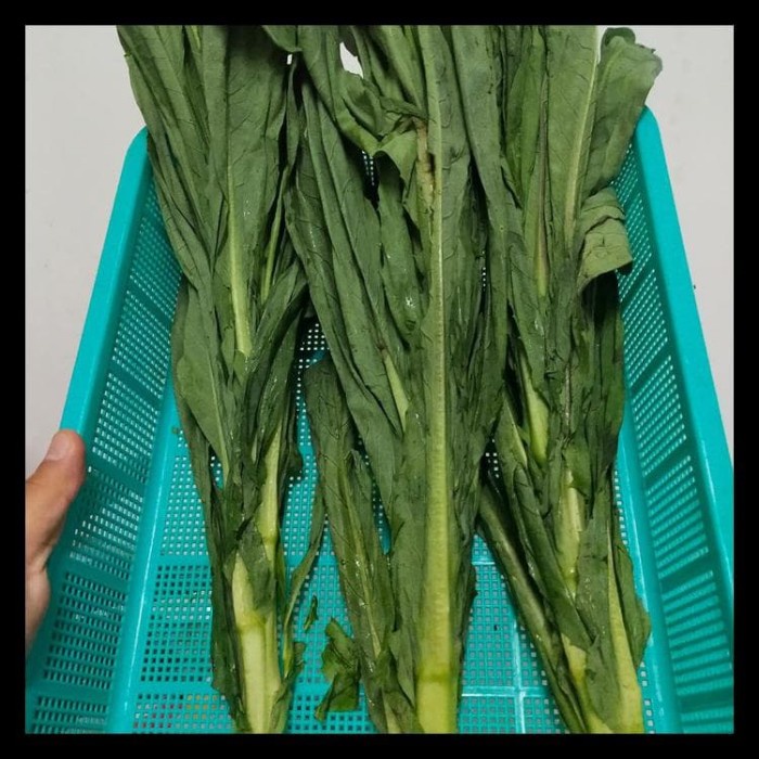 

Sayur Fumak Makanan Kura Kura Darat Pelet Tortoise Iguana BD Lindung Ca Fumak Makanan Aldabra Sulcata indian star SAYURAN DAUN