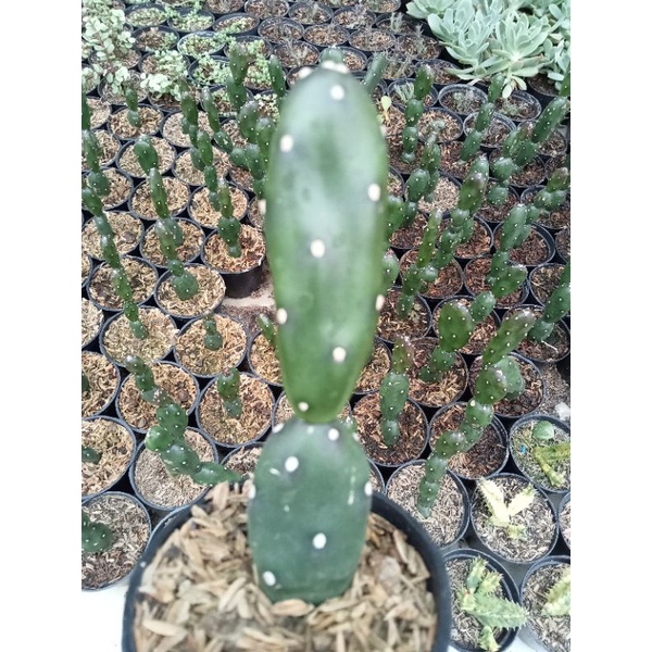 KAKTUS OPUNTIA CANTERAE tanaman hias kaktus sekulen