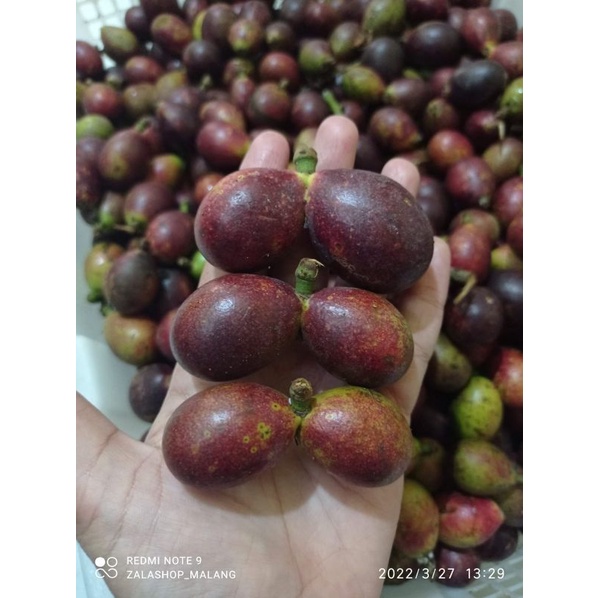 

MATOA 1KG MANIS GRATIS ONGKIR pengiriman instant FREE PACKING & FREE GIFT