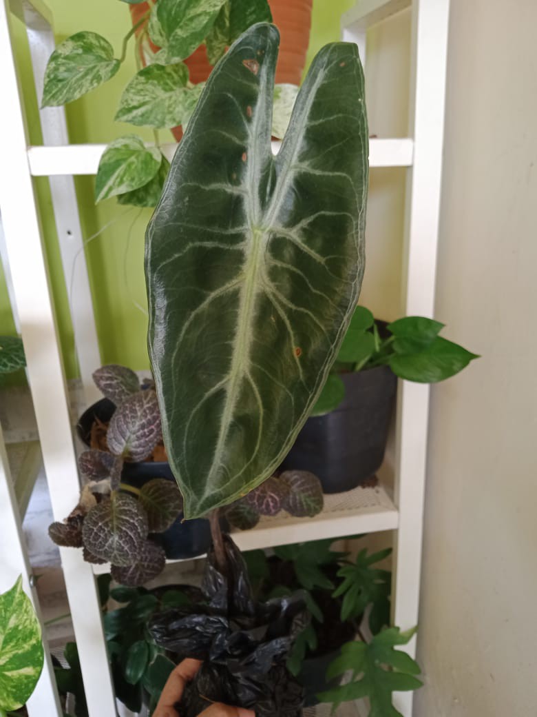 Tanaman Hias Keladi  Alocasia Silver /keladi Liku Sp Hutan