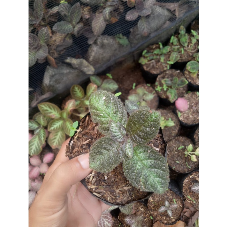 Tanaman Hias/Tanaman Gantung/Episcia Pink Panther