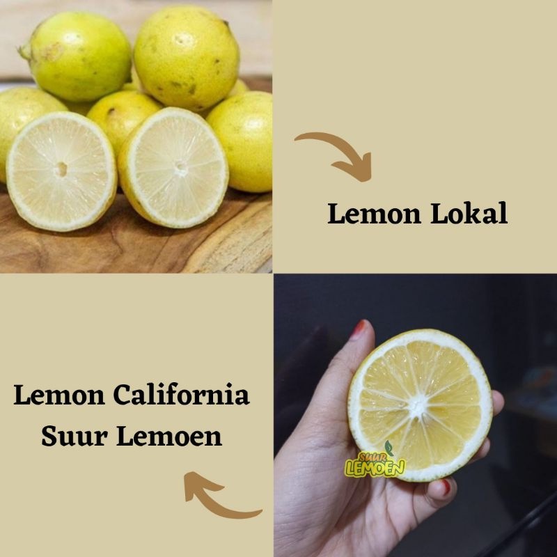 Jeruk Lemon California 500 gr 1/2 KG by Suur Lemoen ID