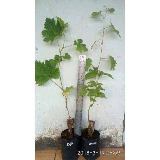 Bibit anggur import dubovski pink Grafting Siap Berbuah