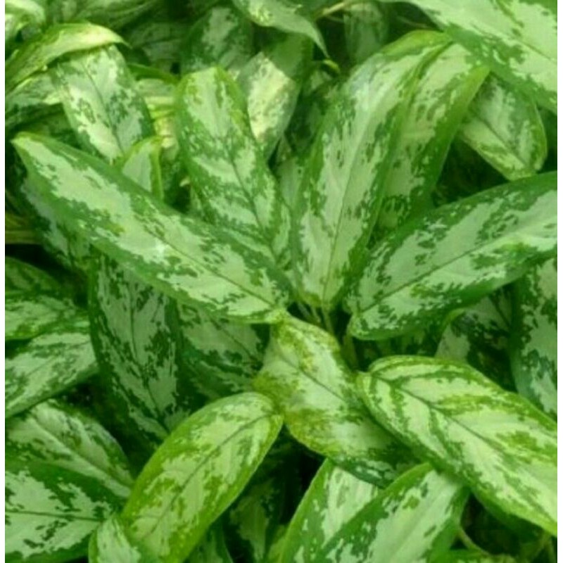 Tanaman Hias Sri Rejeki Silver King - Tanaman Aglonema Sri Rejeki