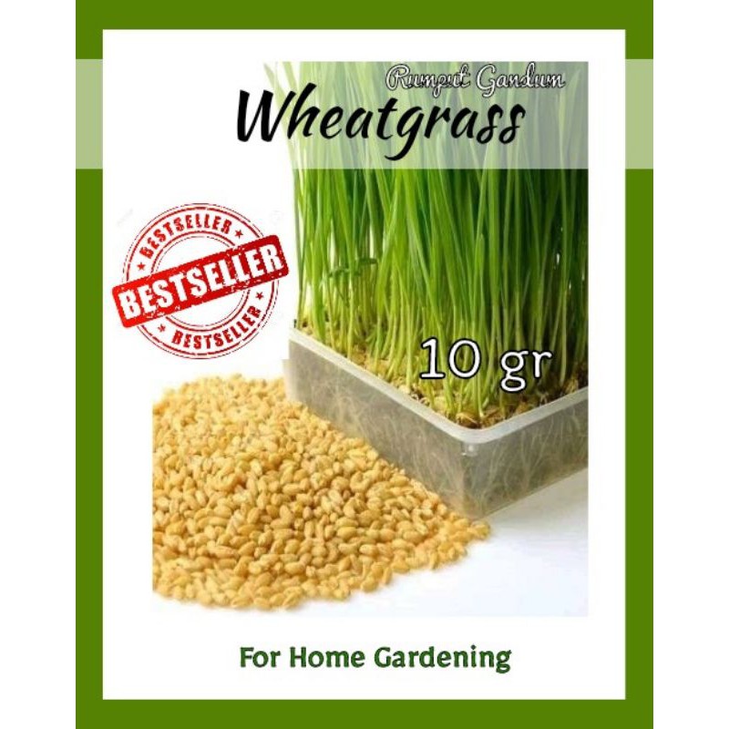 Benih Rumput Gandum/Bibit Wheatgrass 10gr