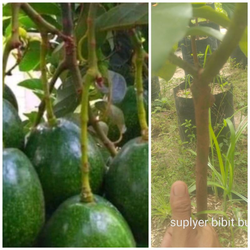 bibit alpukat Miki batang besar