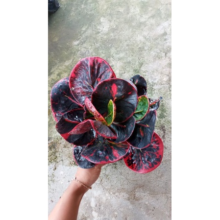 Tanaman hias bunga puring apel Sri red giant/SRG