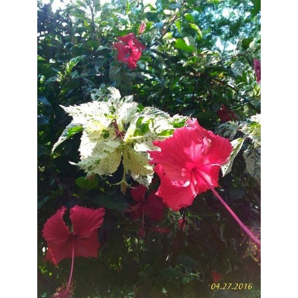 Bibit Tanaman Bunga Kembang Sepatu Varigata Pohon Bunga Hibiscus