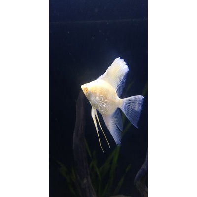 Manfish Platinum Red Eyes / Albino