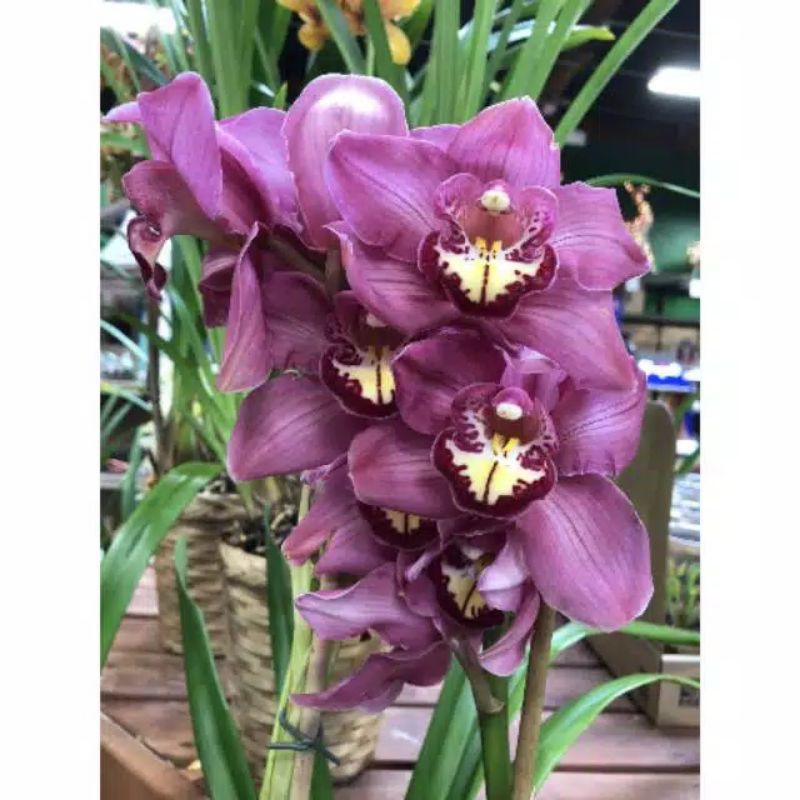 Bibit ANGGREK HIBRID / ANGGREK CYMBIDIUM SIAP BERBUNGA