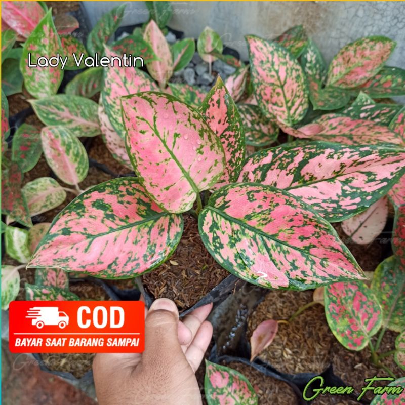 Bunga Aglonema Lady Valentin jumbo / Aglonema Lady Valentine