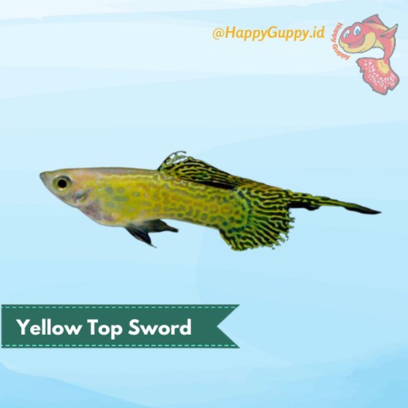 Ikan Hias Guppy Yellow Top Sword