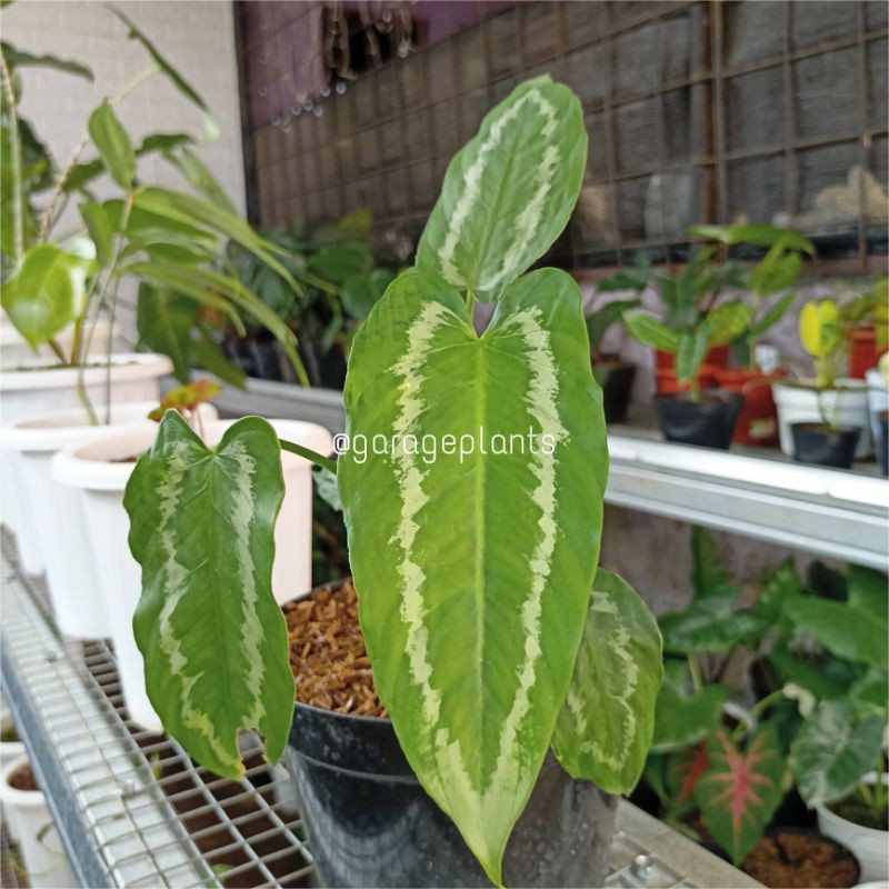 Homalomena Schismatoglottis wallichii