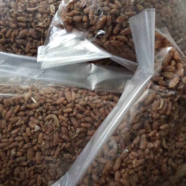 Baby Cumi Medan 1kg (PROMO GILA DI JULY LIMITED STOCK)