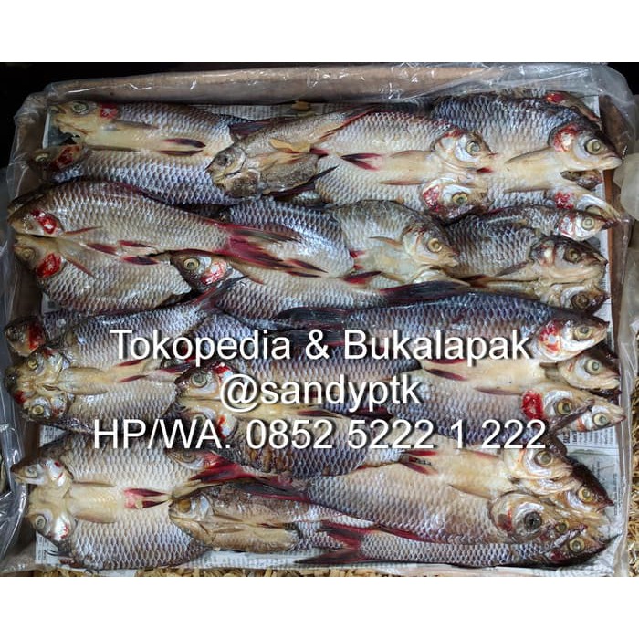 

Ikan Jelawat Jerawat Kering Pontianak 500 gram