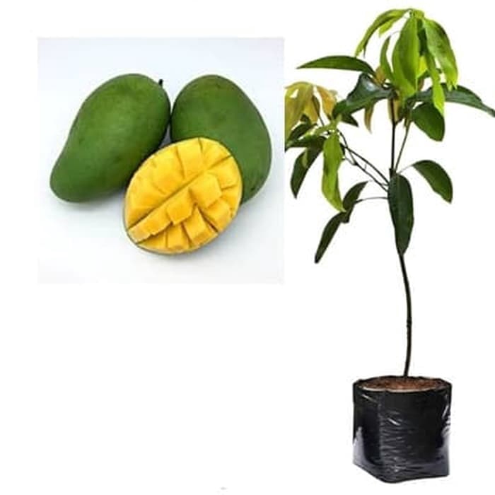 Bibit Mangga Indramayu Pohon Mangga Bibit Buah Mangga Indramayu