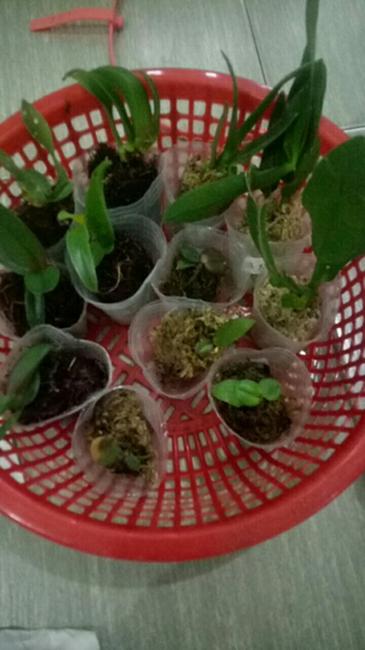 Bibit Anggrek Dendro - Dendrobium Seedling Hybrid