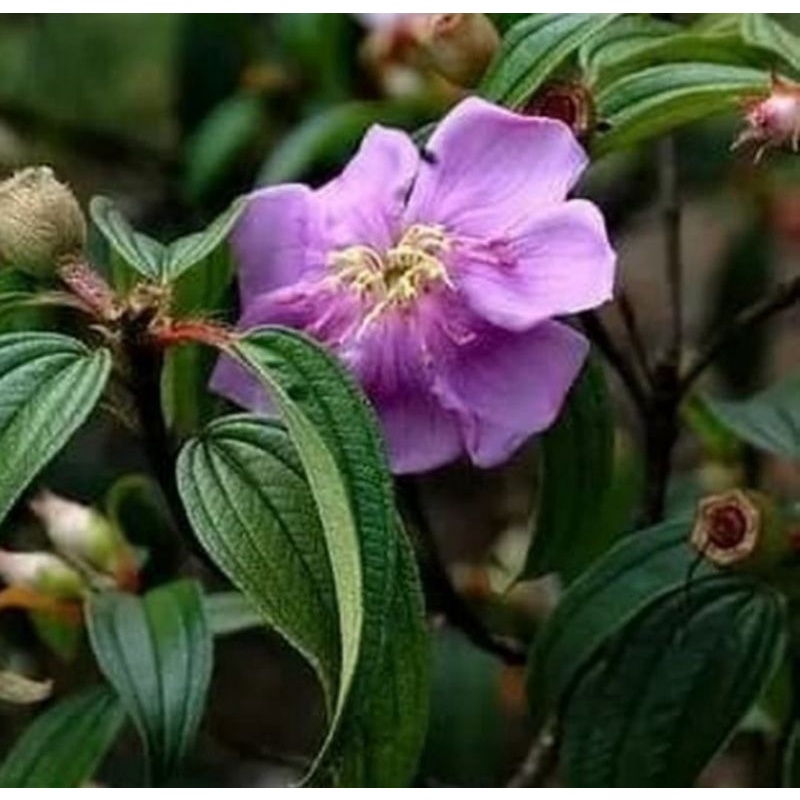 

Terbaik daun senggani atau senduduk segar 500 gram