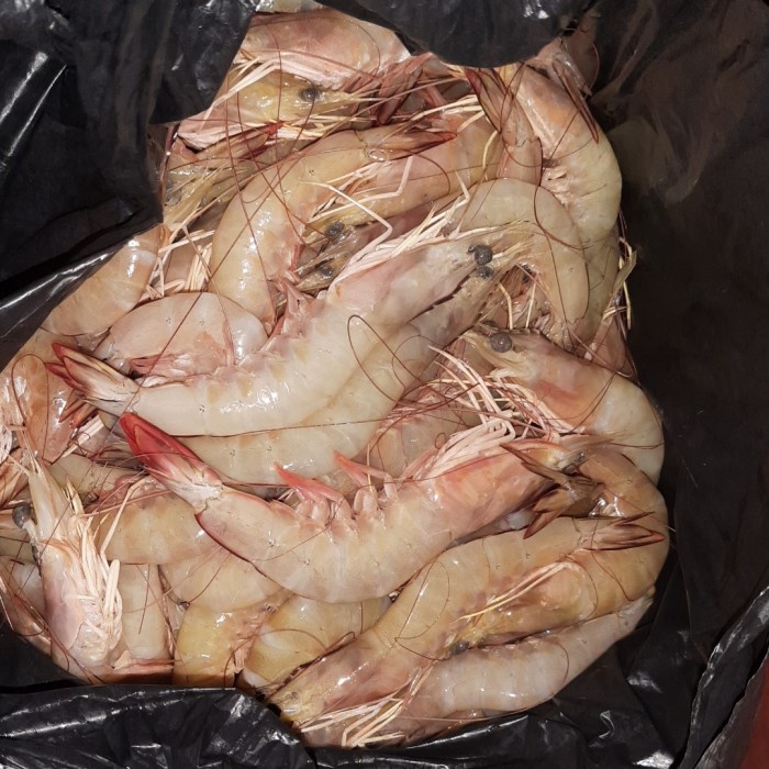 

Udang Jerbung UK Besar Segar- 1 kg