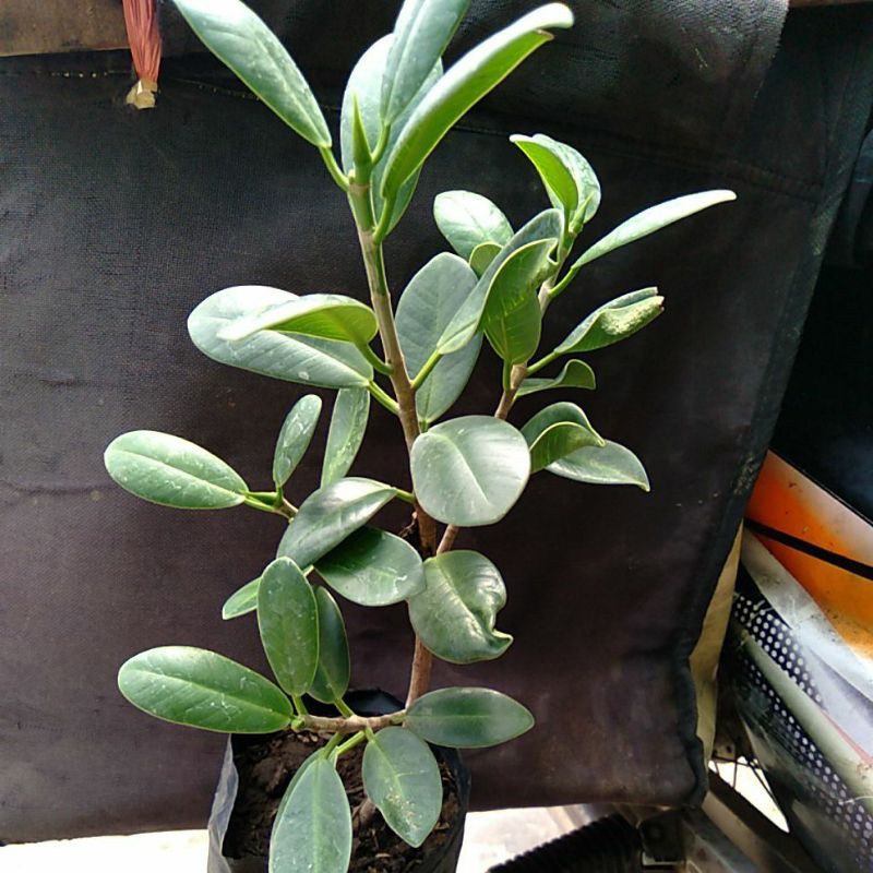 bibit beringin korea