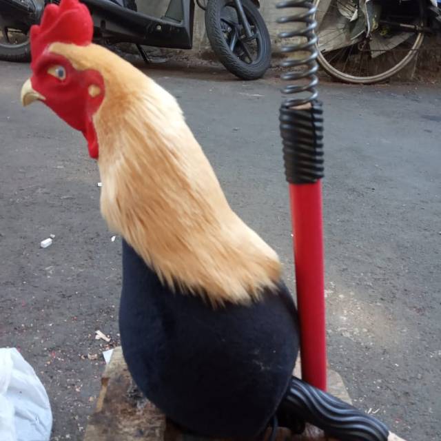 850 Koleksi Gambar Burung Kepala Ayam HD