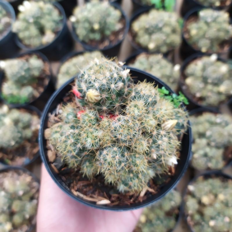 Kaktus Cabe cluster/ Mammillaria Prolifera/Kaktus ownroot