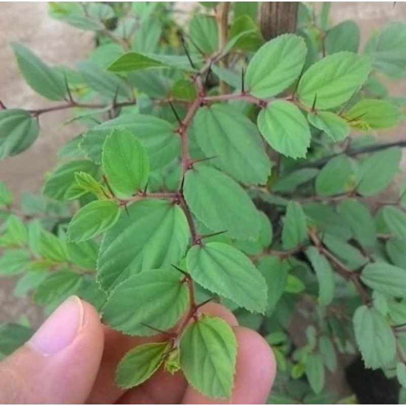 Pohon Bidara Arab Asli Tanaman Obat Pohon Bidara Arab