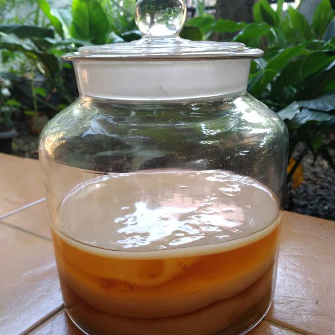 

TERMURAH budidaya jamur kombucha scoby kombucha bibit jamur kombucha Kode 1052