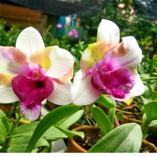 Anggrek Dendrobium Baby Happy Holiday  Shopee Indonesia